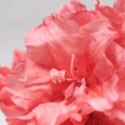 BABOR SKINOVAGE Moisturizing & Lipid Cream Rich 50 Ml 7 BABOR SKINOVAGE Moisturizing & Lipid Cream Rich 50 Ml -Pflegemittelgeschäft 12102301 2