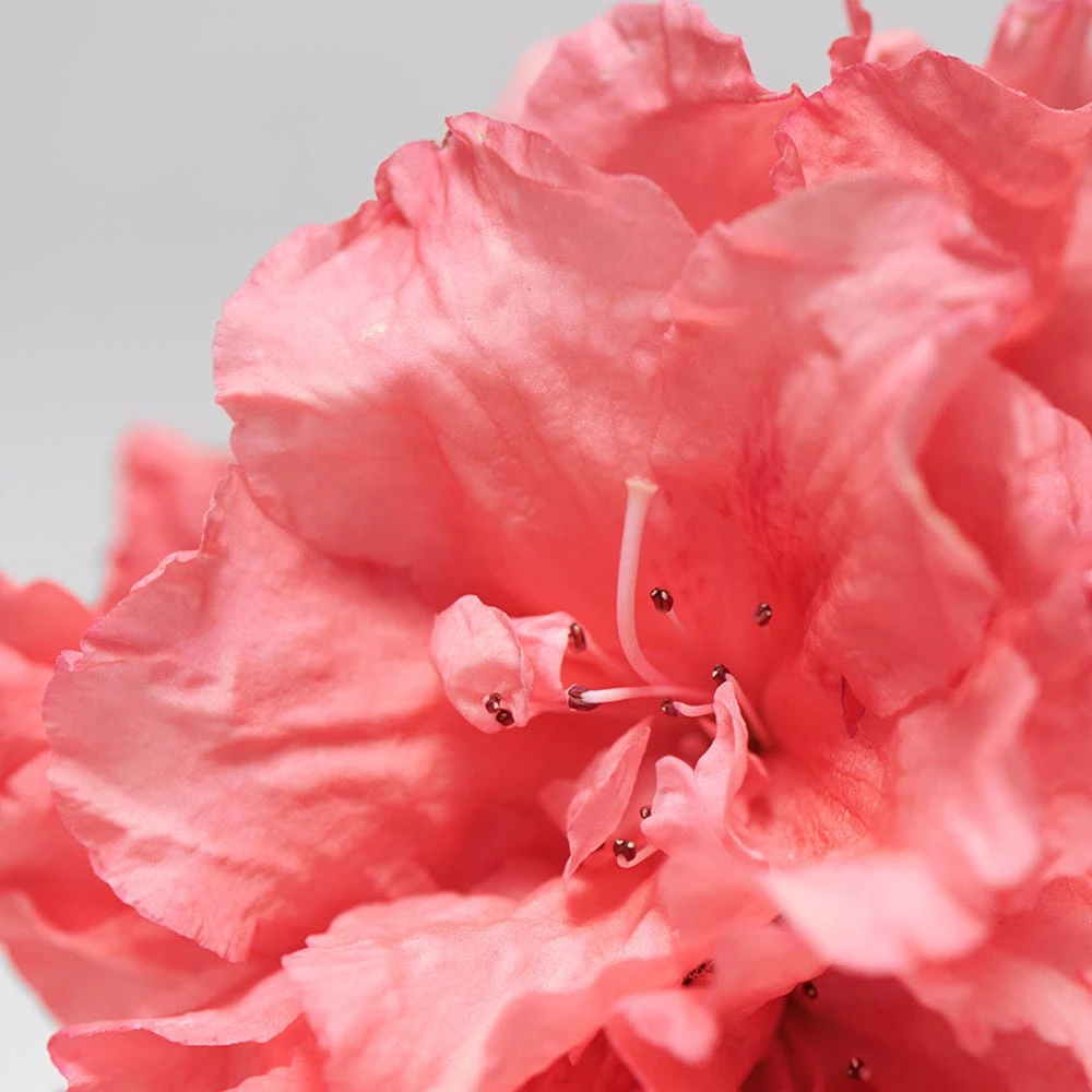 BABOR SKINOVAGE Moisturizing & Lipid Cream Rich 50 Ml 4 BABOR SKINOVAGE Moisturizing & Lipid Cream Rich 50 Ml – Bild 4