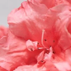 BABOR SKINOVAGE Balancing Cream 50 Ml -Pflegemittelgeschäft 12102307 3