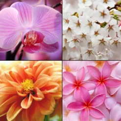 Tesori D´ Oriente Eau De Toilette Imperial Orchid 100 Ml -Pflegemittelgeschäft 12116985 3